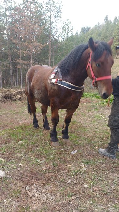 De vânzare mânz de 1 an și 7 luni