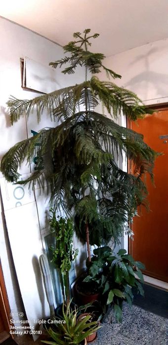 Араукария (Araucaria heterophylla)