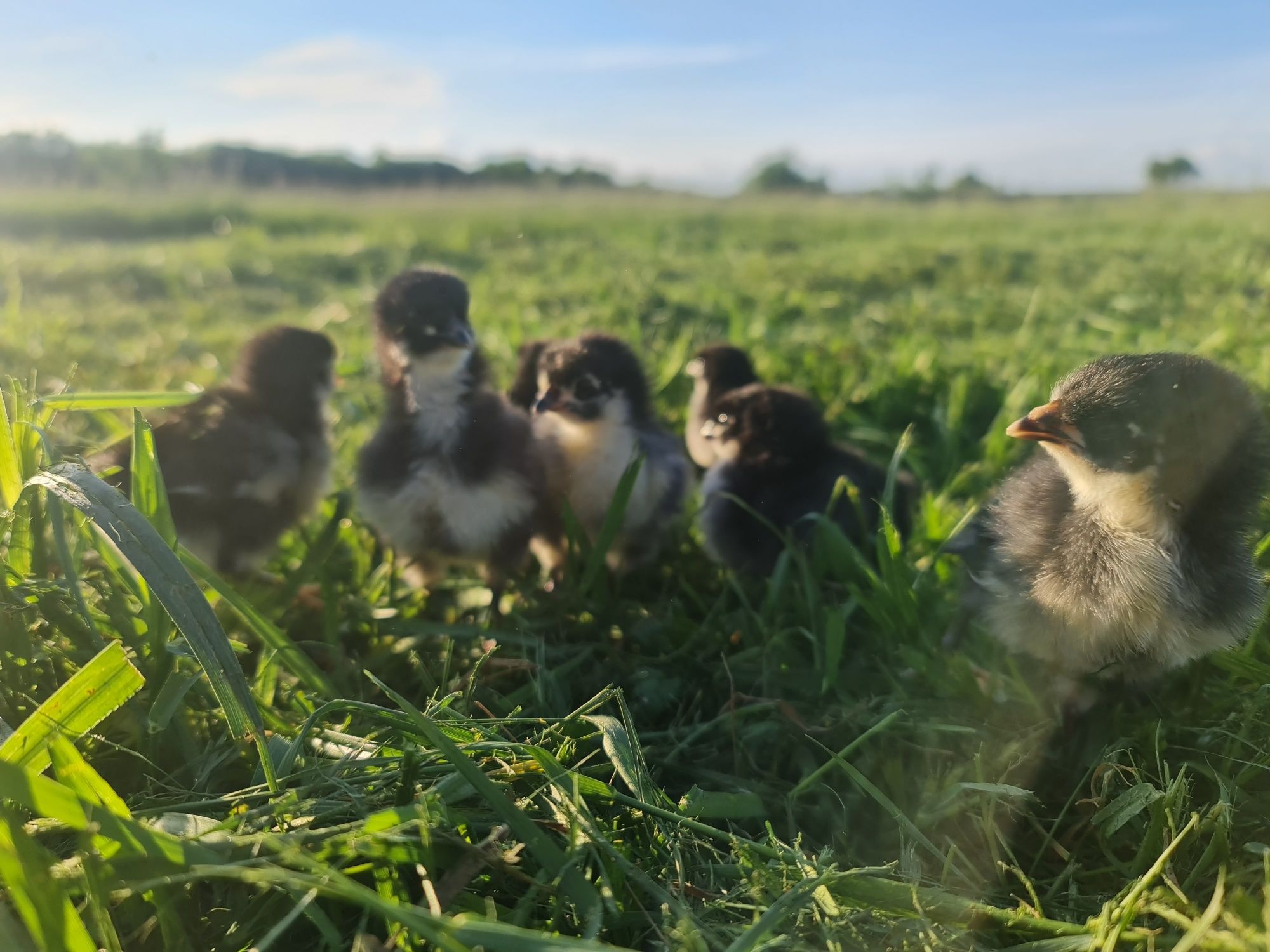 Vând pui Australorp,Araucana,Marans, LakenvelderTRIMIT IN TAR