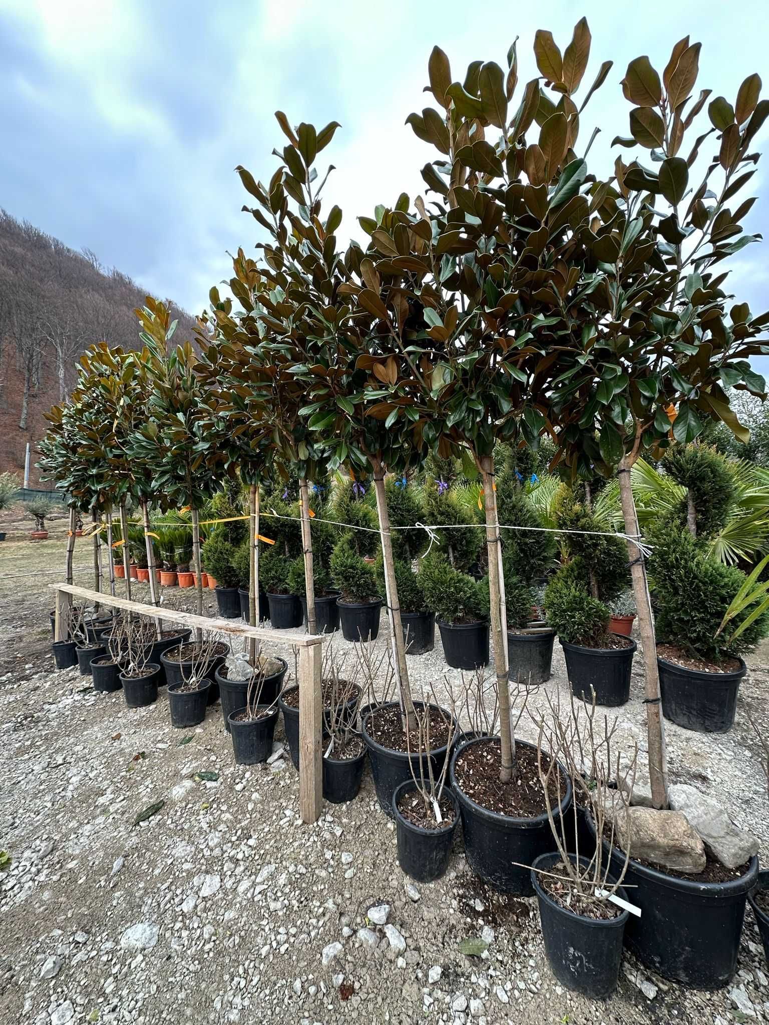 Cedru Pendula Magnolia Grandiflora  Plante Ornamentale Oriunde in tara