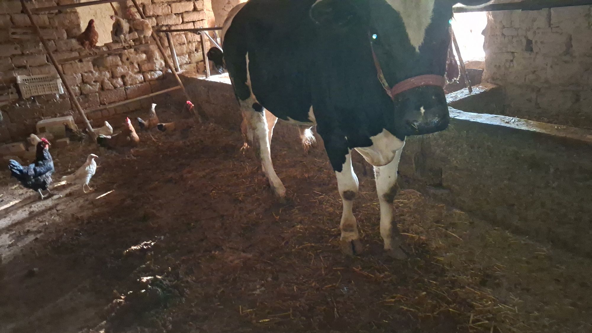 Buqa sotiladi 18 oylik soglom kelesda ozim boqanman 20-milon
