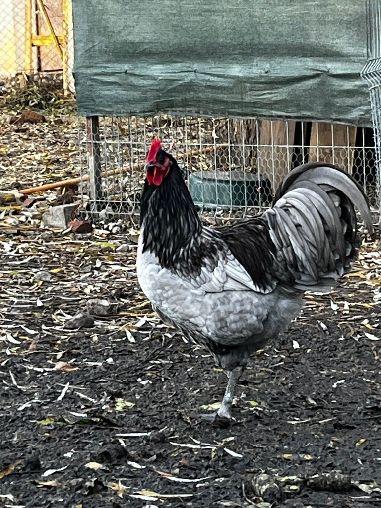 Ouă găini australorp