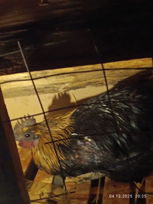 Продам петуха аям цемяни