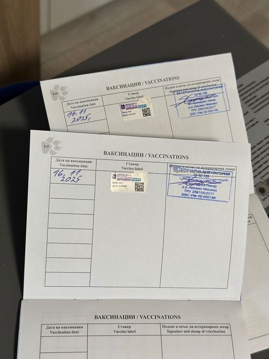 2 малки мъжки кокерчета