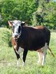 Vând vaca baltata românească cu vârsta de 4ani cu al doilea vitel