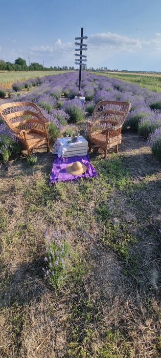 Tufa lavanda de 4 ani plantata
