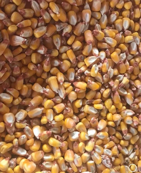 Vând porumb boabe,recolta 2025