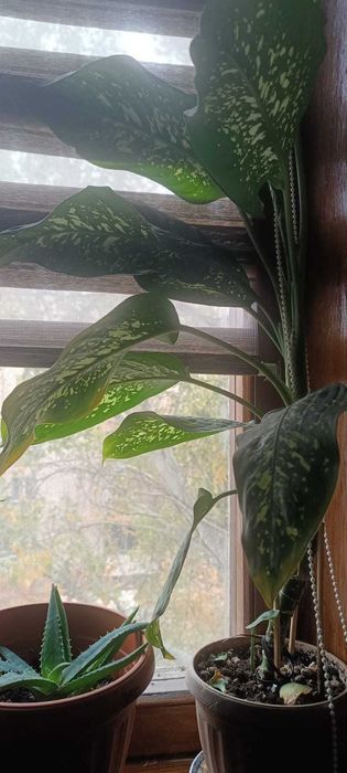 продаю цветок диффенбахию