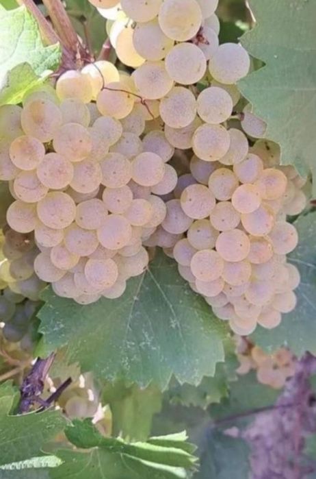 Struguri de vin preț producator