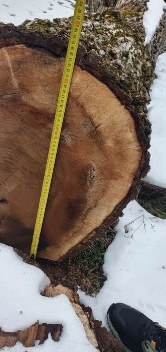 Nuc lemn netaiat varsta 100 ani