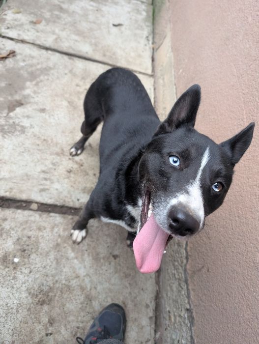 Metis Husky spre adoptie