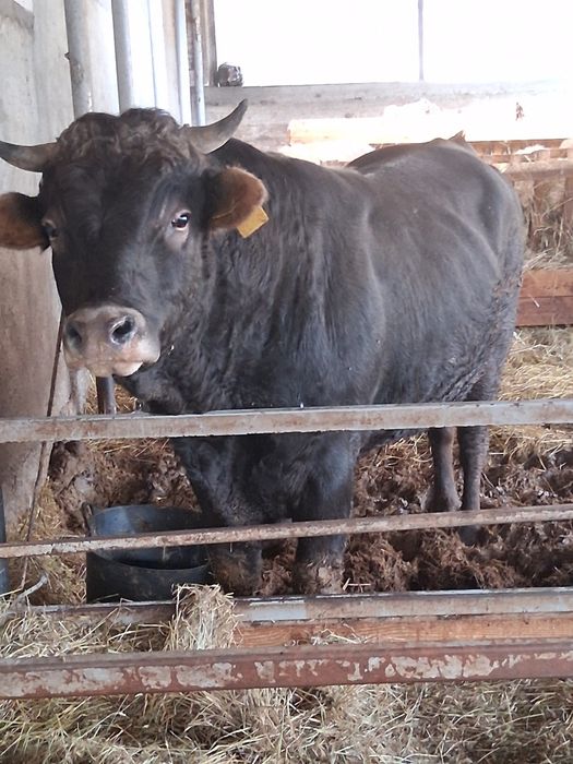 Vând taur sau schimb