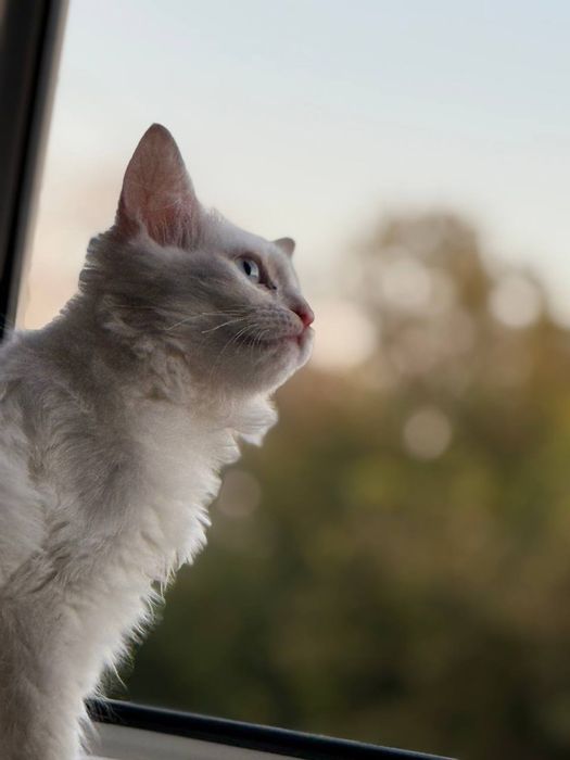 Котенок турецкая ангора