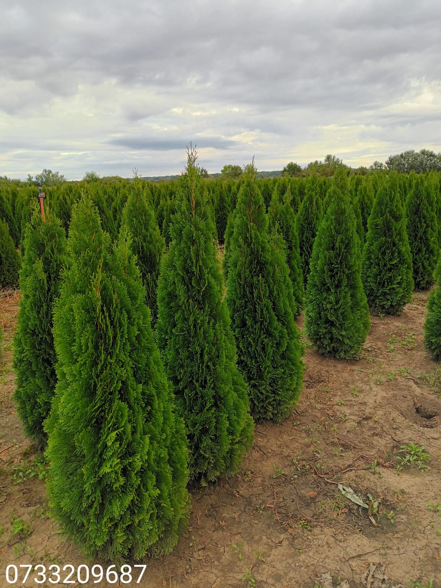 Vând tuia thuja smaragd