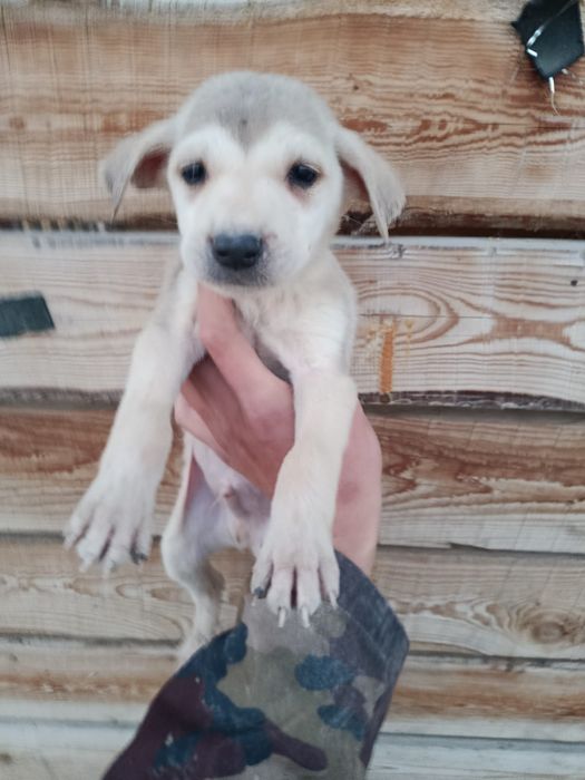 щенки мальчики ищут дом и хозяина