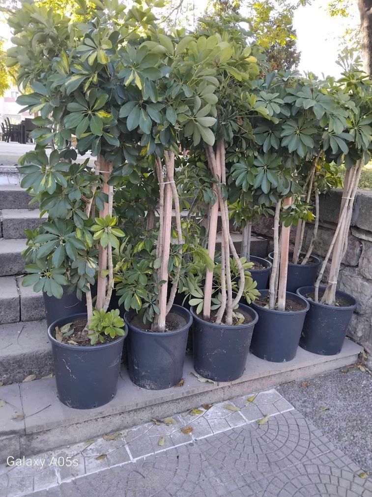 Продавам Шефлера / Schefflera 10 годишна, 170 см. височина, 10 броя