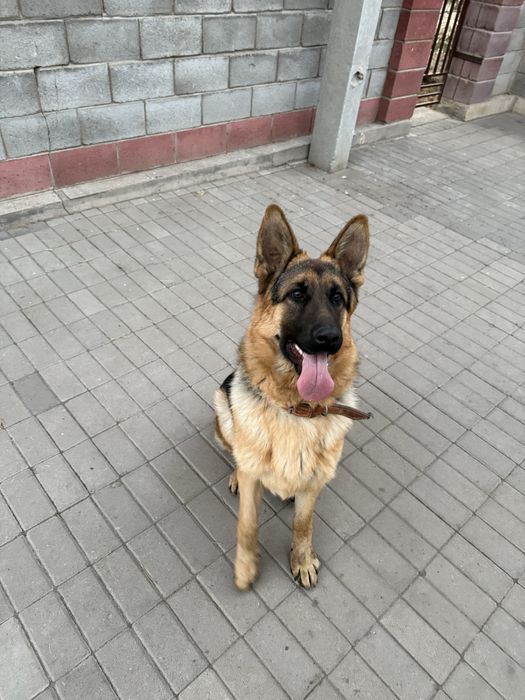 Немецкая овчарка