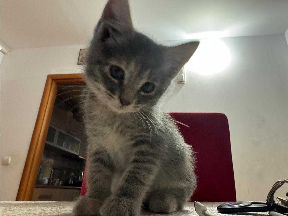 Donez 3 pisicuțe adorabile