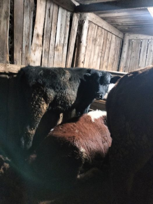 Бычок срочно срочно сатамын 7 бас 1 ұрғашы