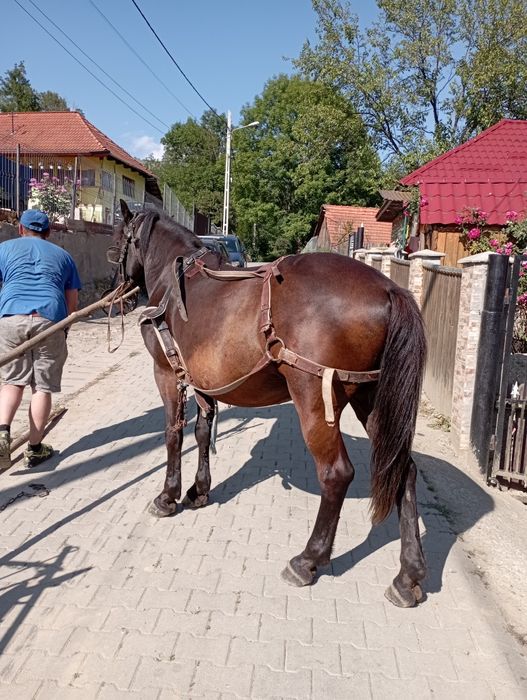 Vând cal de 15 ani