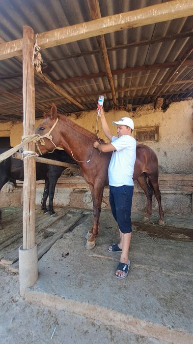 Ветеринарный врач