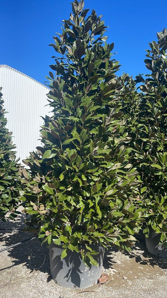Magnolia grandiflora tufa 3/4m