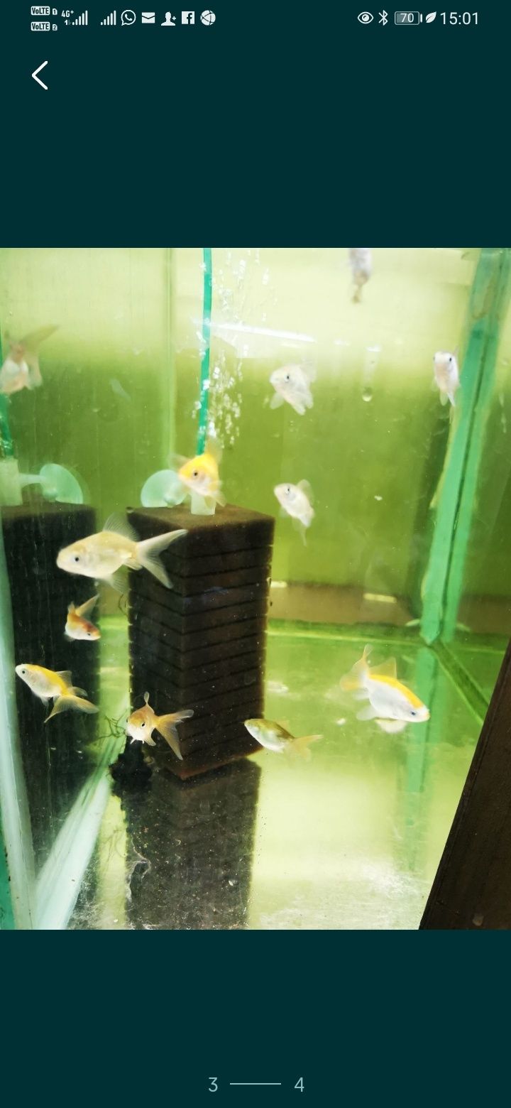 Carasi oranda linie pura.