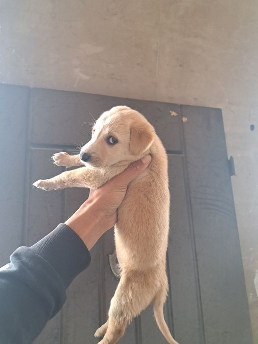 Отдам щенка тазы девочка