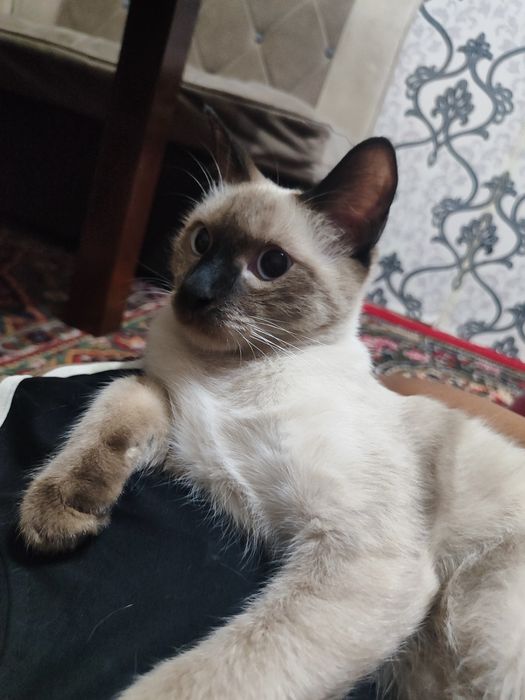 Mushuk tekinga yaxshi insonga beraman