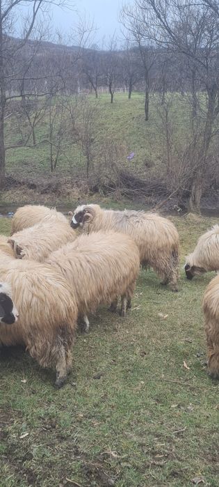 Mior de vanzare mai multe detalii la telefon