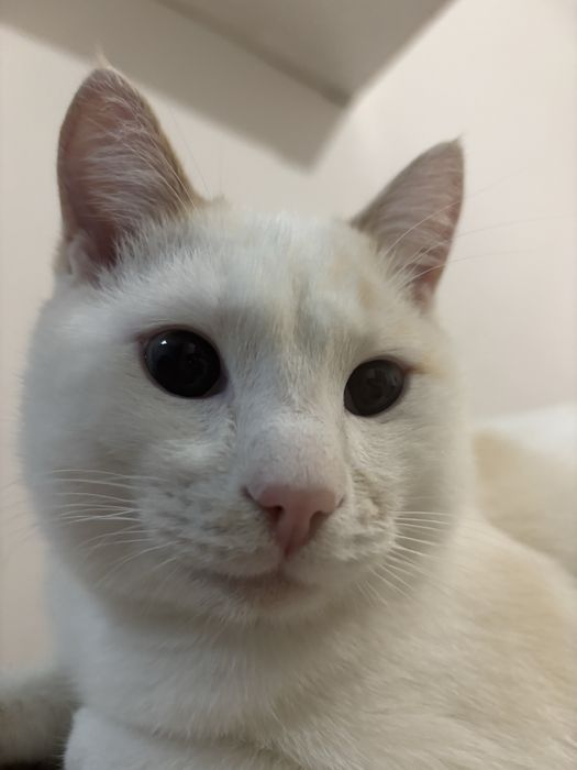 Бесплатно, белый кот