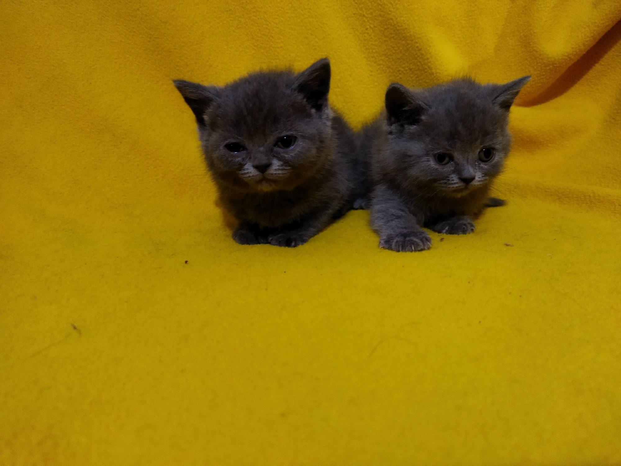 Британски котета !