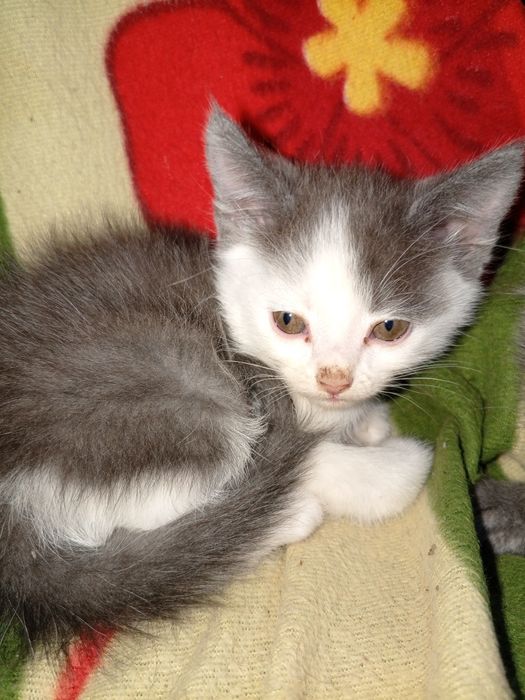 котята скотишь фолд и скотишь страйк