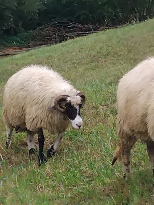 2 Oi disponibile  pe ales