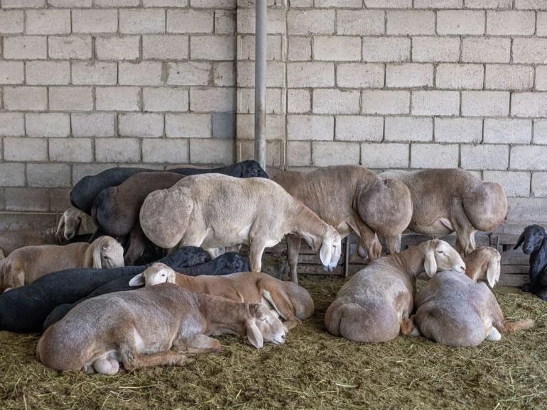 Асылтұқымды арашан қошқарлар