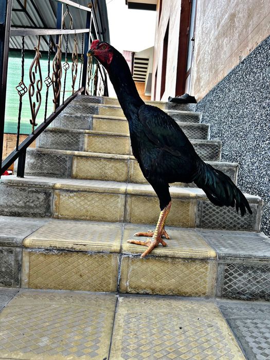 korea turk tozasini soraganlaga