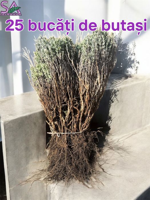 Butasi de Lavanda