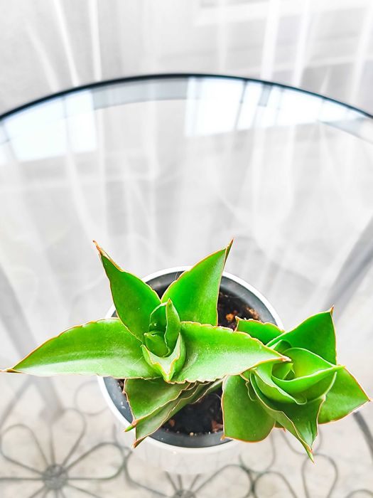 Сансевиерия Темпл Краун