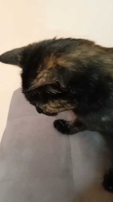 Прибилась кошка. Ищем дом!