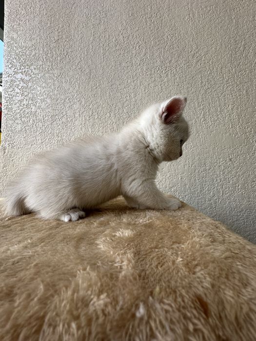 Котёнок 4 шт  Папа скотиш страйт мама  Шиншила скотиш