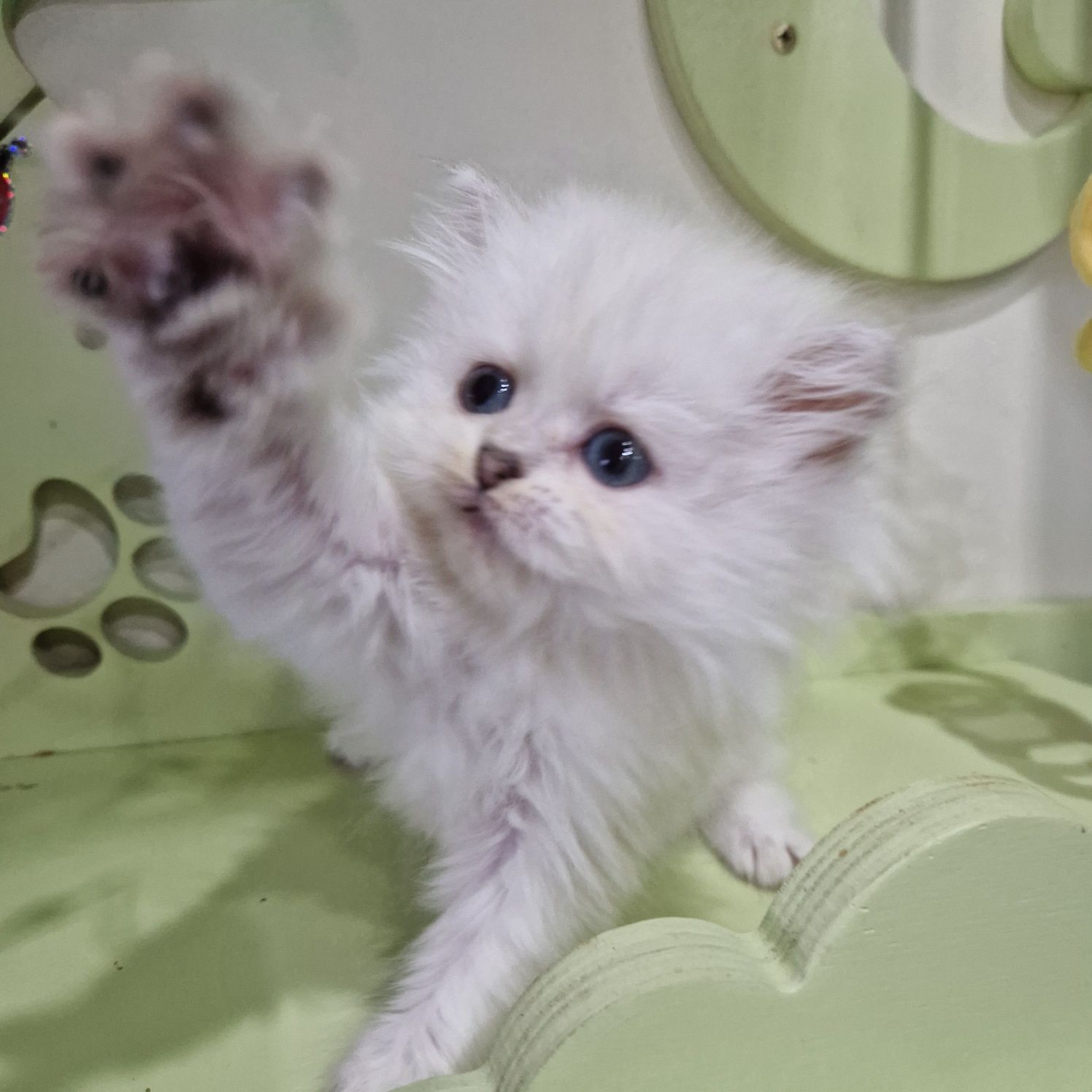 Родословни шотландски котенца