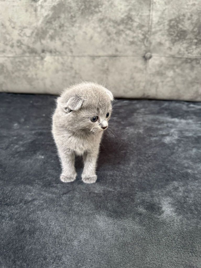 Pui de pisică scottish straight / scottish fold