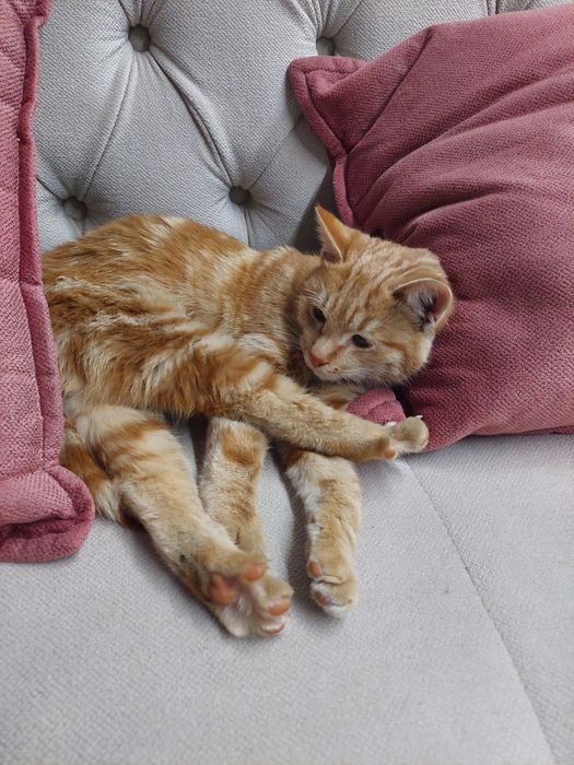 Котенок рыжий мальчик