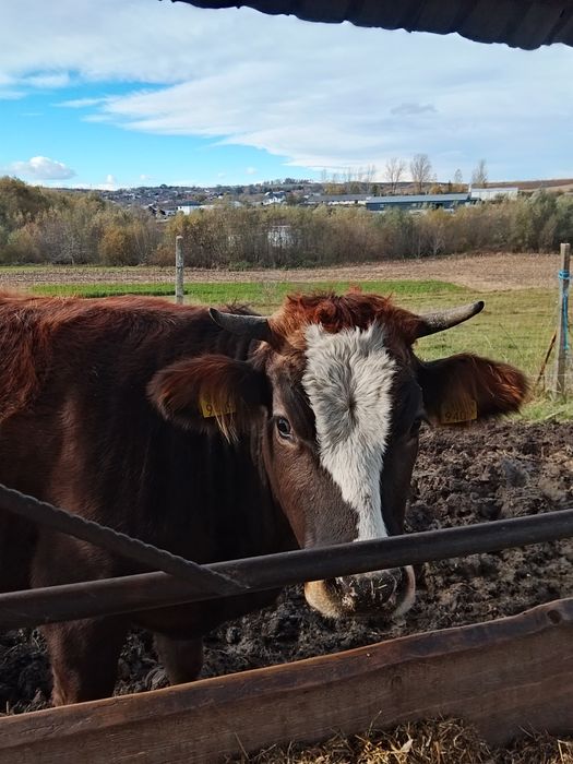 Vând juninci a fata