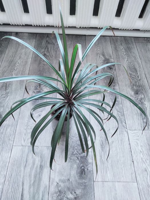 Драцена, комнатный цветок