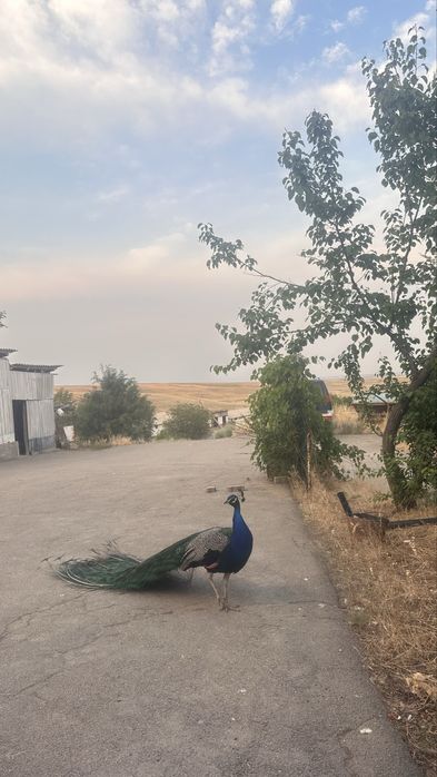 Продаются Павлины