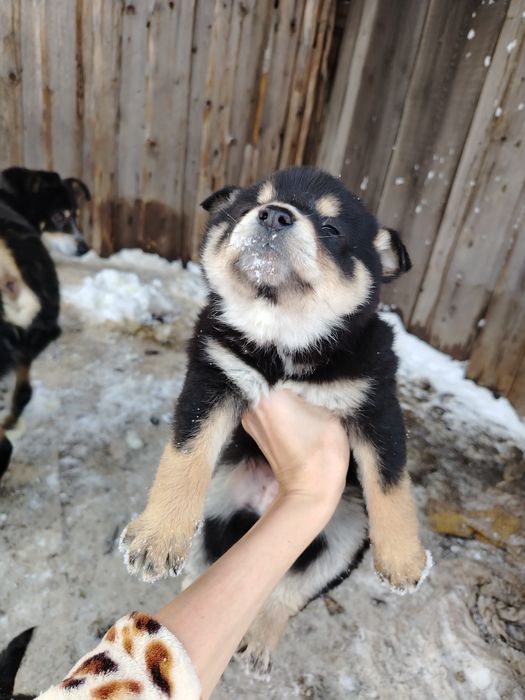 Отдам щенков девочки