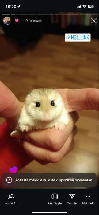 Vand hamster pitic .