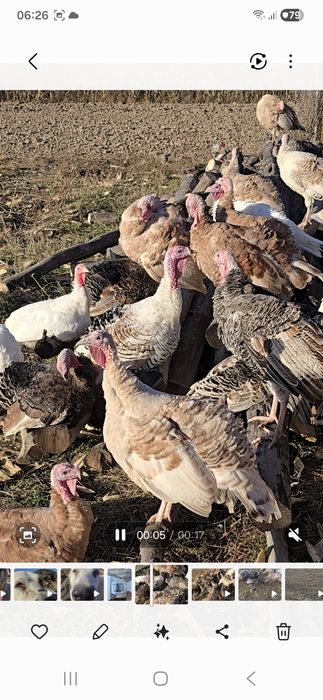 Vând curci de țară