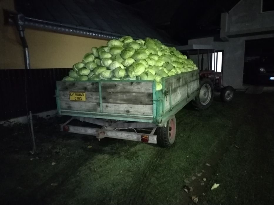 De vînzare varză plată pentru consum în stare proaspătă sau pt. murat.